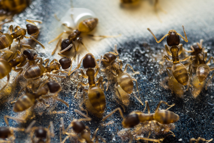 ant-pest-control-service