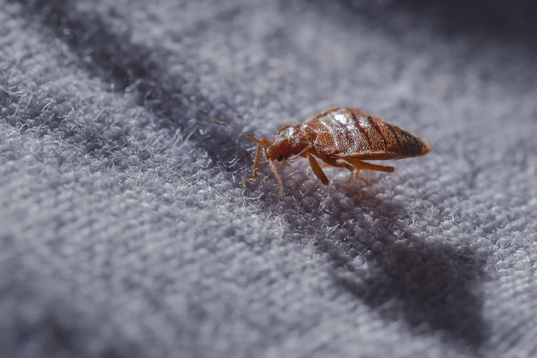 Bed Bugs Pest Control in Round Rock, TX LYNX Pest Control