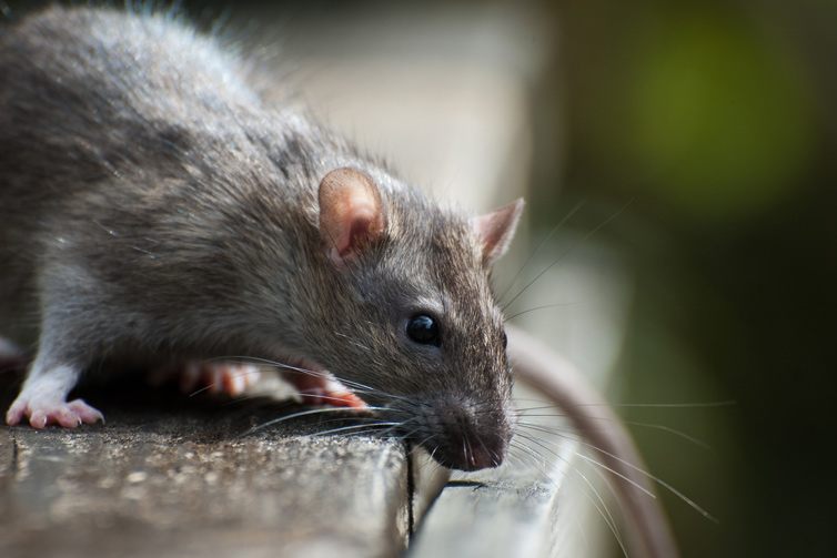 Looking for Rodent Control or Rodent Removal ? Rat Rodent