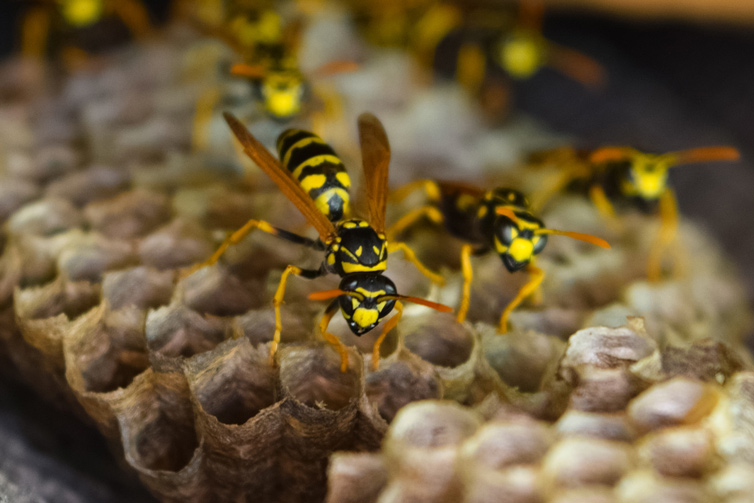 wasp-hornet-pest-control-service