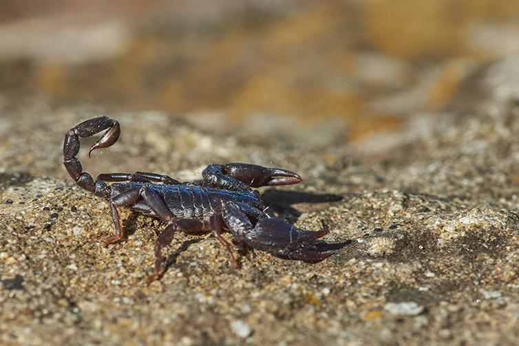 pest control scorpions